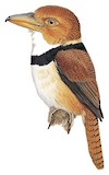 Collared Puffbird Illustration