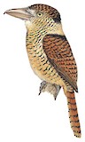 Barred Puffbird Illustration