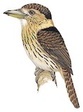 Eastern Striolated Puffbird Illustration