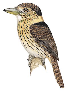 Nystalus striolatus striolatus