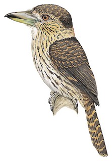 Nystalus striolatus torridus