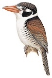 White-eared Puffbird Illustration