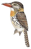 Caatinga Puffbird Illustration