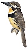 Russet-throated Puffbird Illustration