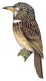 White-chested Puffbird Illustration