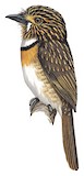 Crescent-chested Puffbird Illustration