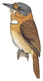 Rufous-necked Puffbird Illustration