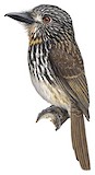 Black-streaked Puffbird Illustration