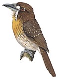 Moustached Puffbird Illustration