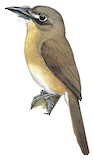 Rusty-breasted Nunlet Illustration