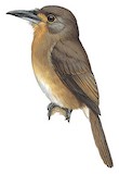 Fulvous-chinned Nunlet Illustration