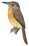 Grey-cheeked Nunlet Illustration