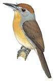 Rufous-capped Nunlet Illustration