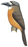 White-faced Nunbird Illustration