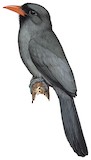 Black-fronted Nunbird Illustration