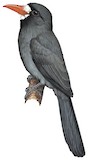 White-fronted Nunbird Illustration