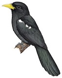 Yellow-billed Nunbird Illustration