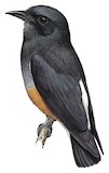 Swallow-winged Puffbird Illustration