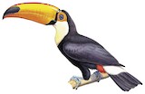 Toco Toucan Illustration