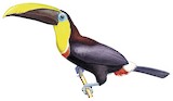 Yellow-throated Toucan Illustration