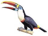 White-throated Toucan Illustration