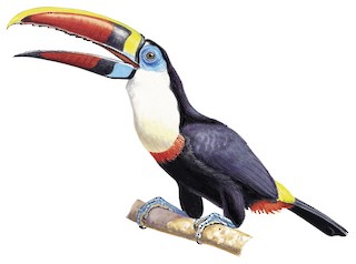White-throated Toucan