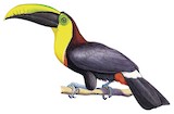 Choco Toucan Illustration