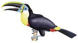 Citron-throated Toucan Illustration