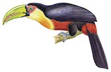 Red-breasted Toucan Illustration