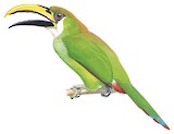 Wagler's Toucanet Illustration