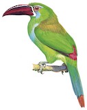 Crimson-rumped Toucanet Illustration