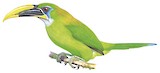 Groove-billed Toucanet Illustration