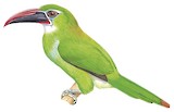 Tepui Toucanet Illustration