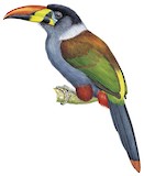 Grey-breasted Mountain Toucan Illustration