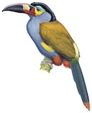 Plate-billed Mountain Toucan Illustration