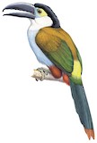 Black-billed Mountain Toucan Illustration