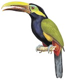 Yellow-eared Toucanet Illustration