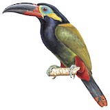 Guianan Toucanet Illustration