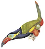 Golden-collared Toucanet Illustration