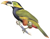 Gould's Toucanet Illustration