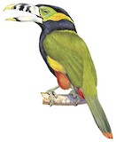 Spot-billed Toucanet Illustration