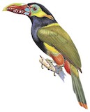 Tawny-tufted Toucanet Illustration