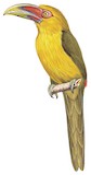 Saffron Toucanet Illustration