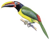 Green Aracari Illustration