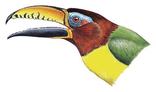 Lettered Aracari - Pteroglossus inscriptus - Birds of the World