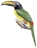 Lettered Aracari Illustration