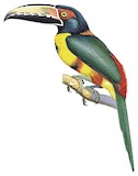 Collared Aracari Illustration