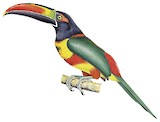 Fiery-billed Aracari Illustration