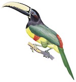 Black-necked Aracari Illustration