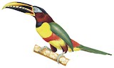 Chestnut-eared Aracari Illustration